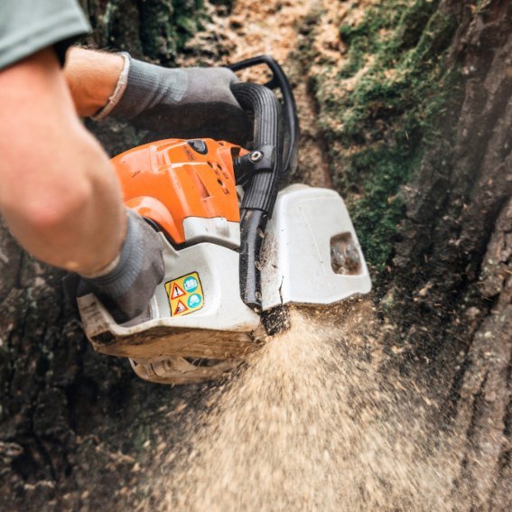 Trusted Tree Services New York City | Expert Care, Removal & Maintenance