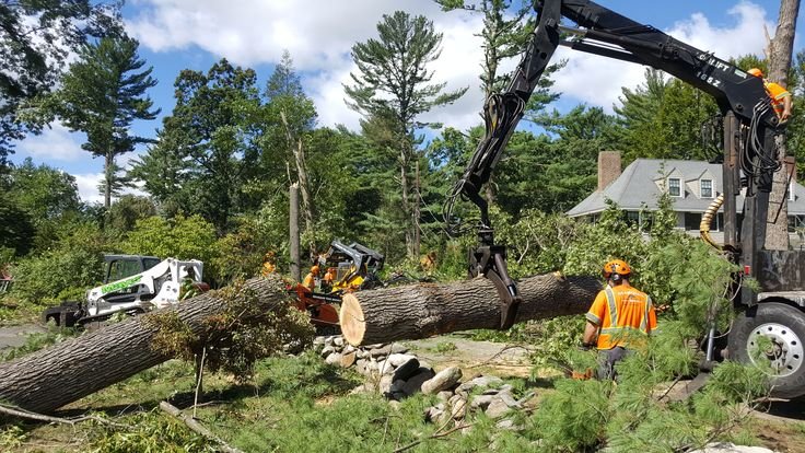Deadwood Removal
