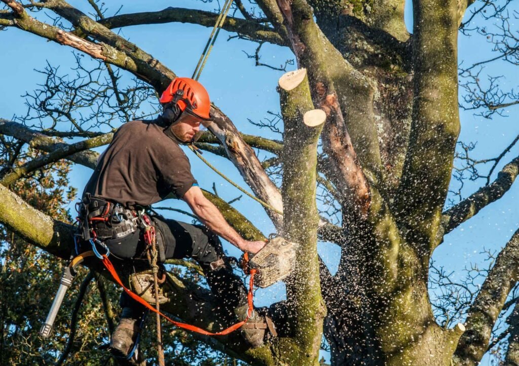 Professional Tree Restoration