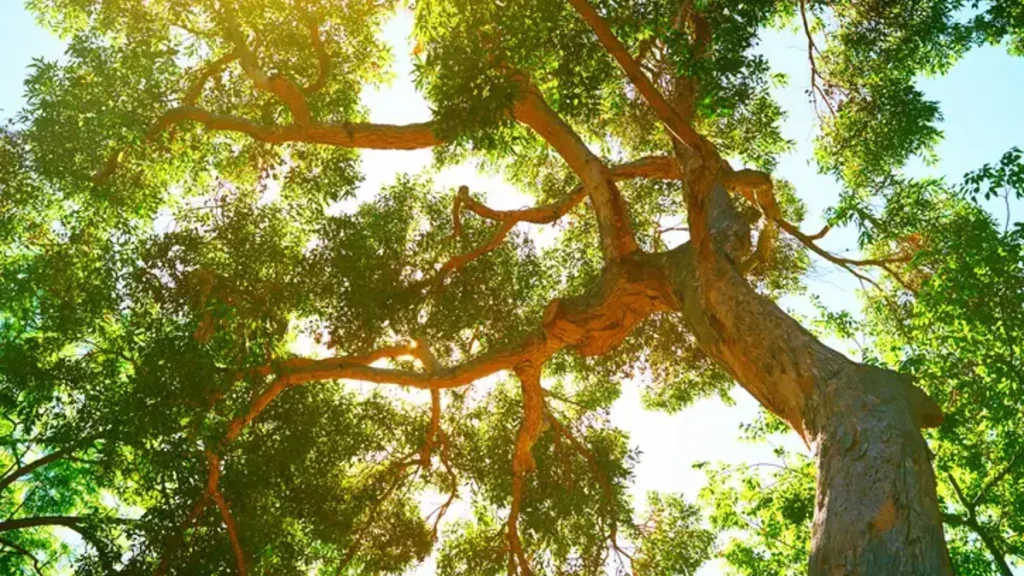 Tree Canopy Management