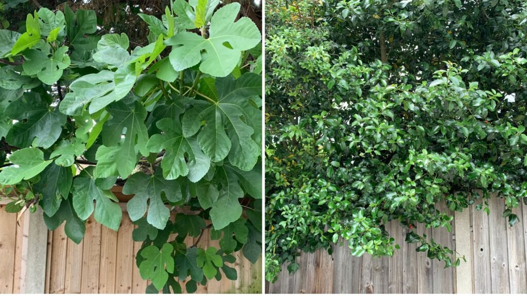 Neighboring Trees