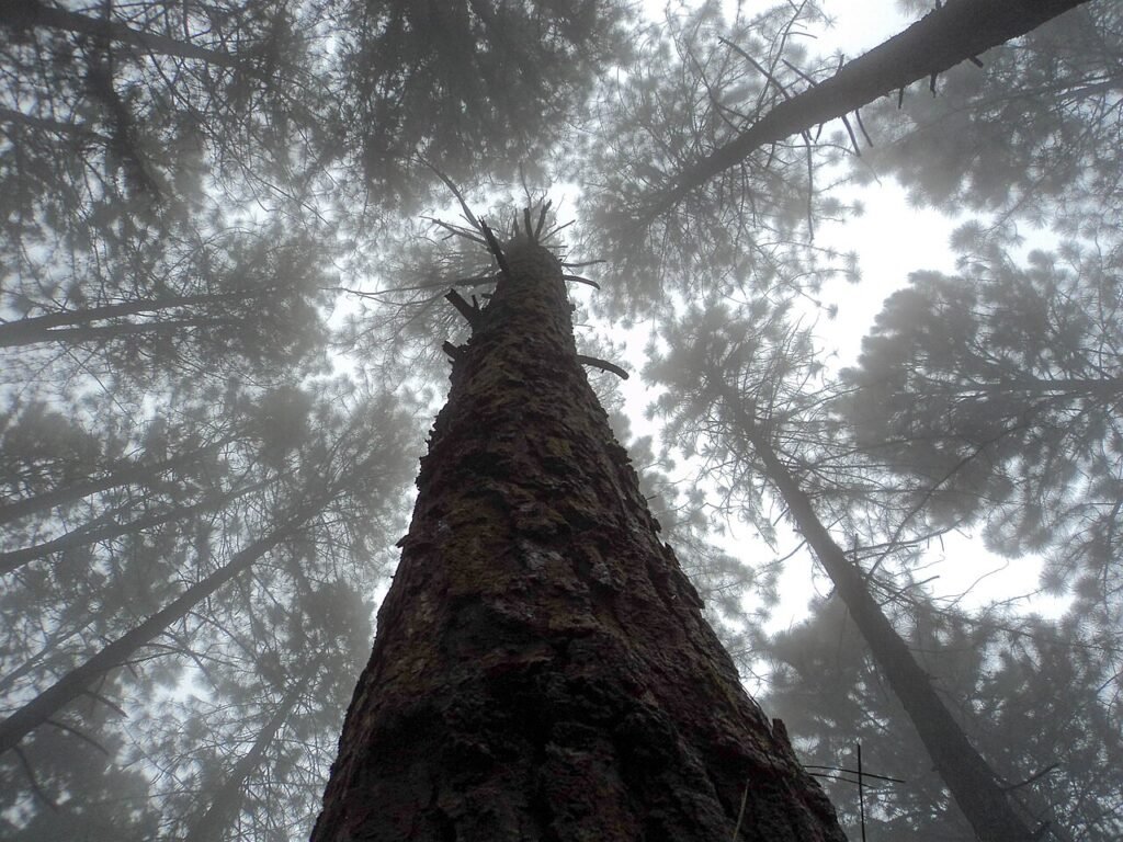 How Tree Canopy Management Improves Property Safety and Landscape Health