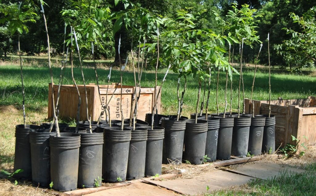 How Tree Preservation Planning Saves Mature Trees During Property Improvements
