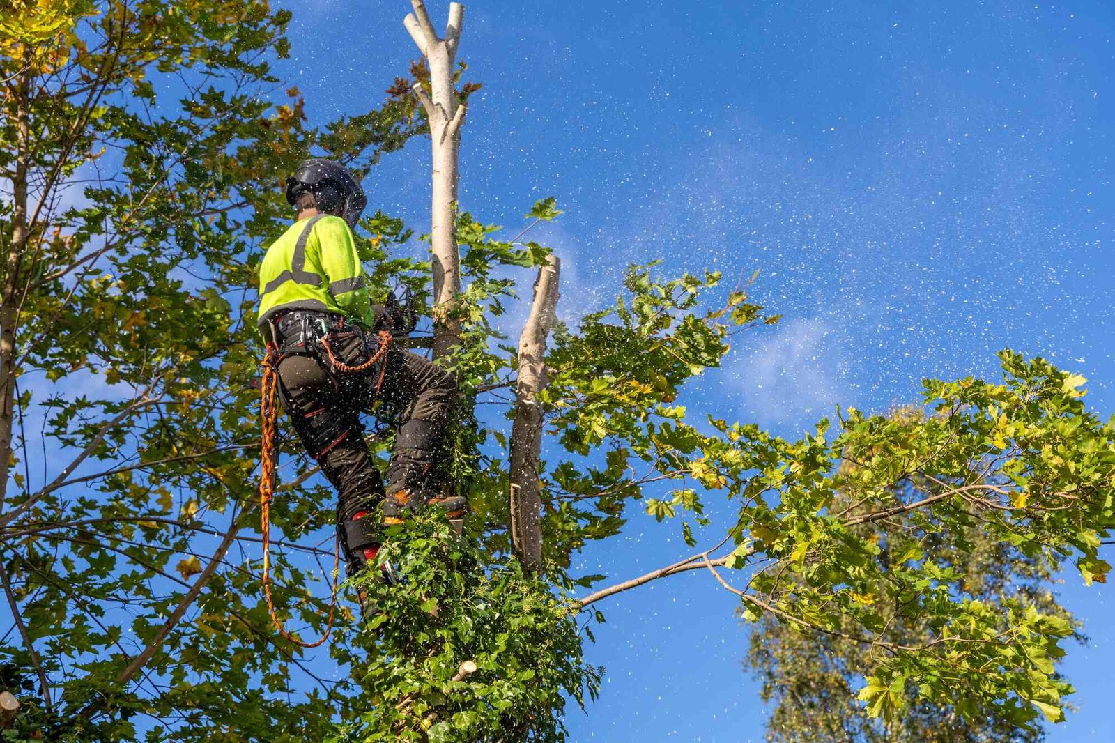 Professional Tree Restoration