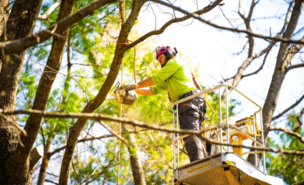 Tree Preservation Planning