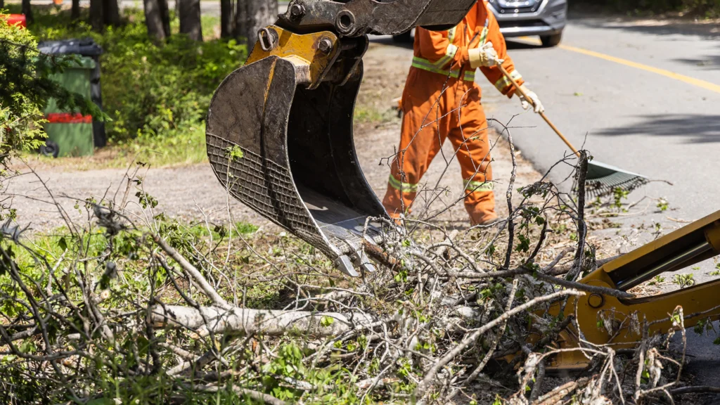 Professional Tree Restoration