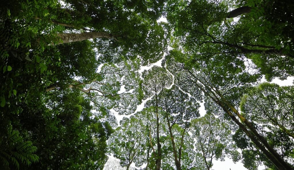Tree Canopy Management