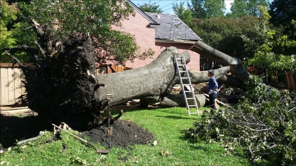 Deadwood Removal