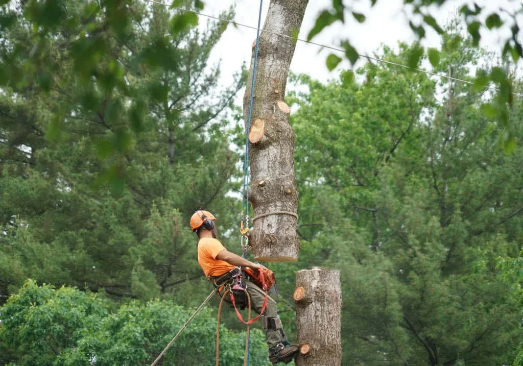 Tree Preservation Planning