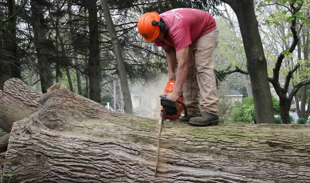 Deadwood Removal